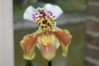 Orchideen